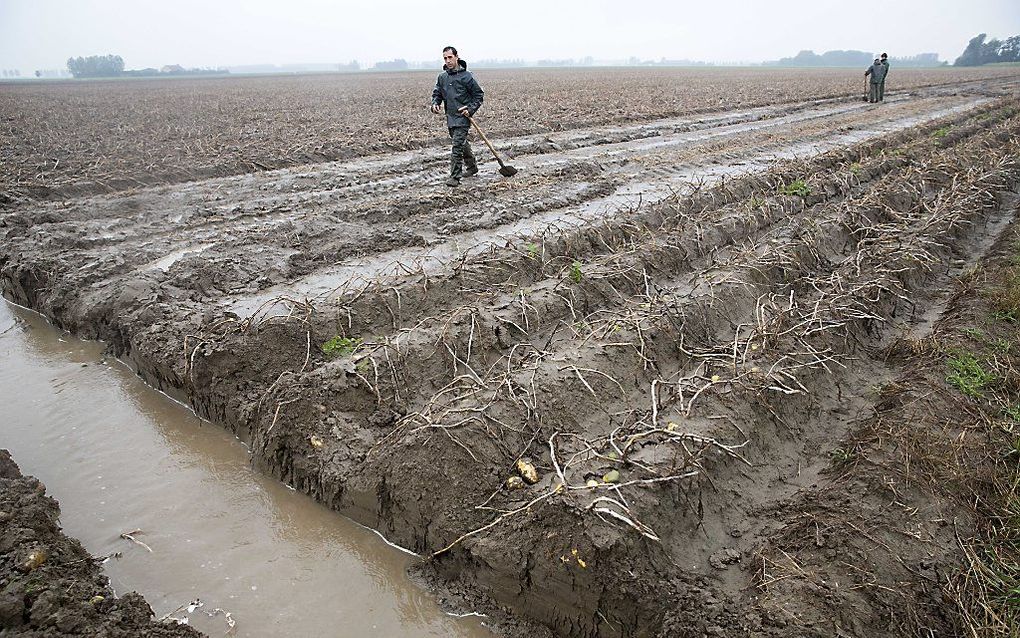 Rond een aardappelveld wordt een geul gegraven om het overtollige water af te voeren. Foto ANP