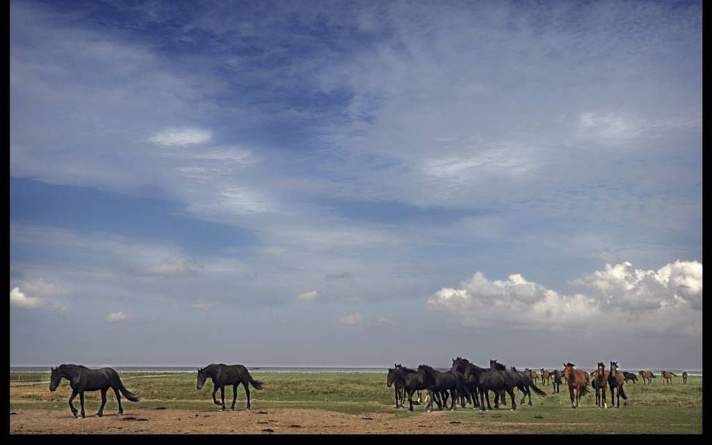 Het volkslied van Friesland roemt het landschap, de taal en de vrijheidszin van de Friezen. Foto: paarden in natuurgebied het Noarderleech, bij de Waddenzee ten noorden van Dokkum. beeld RD, Henk Visscher