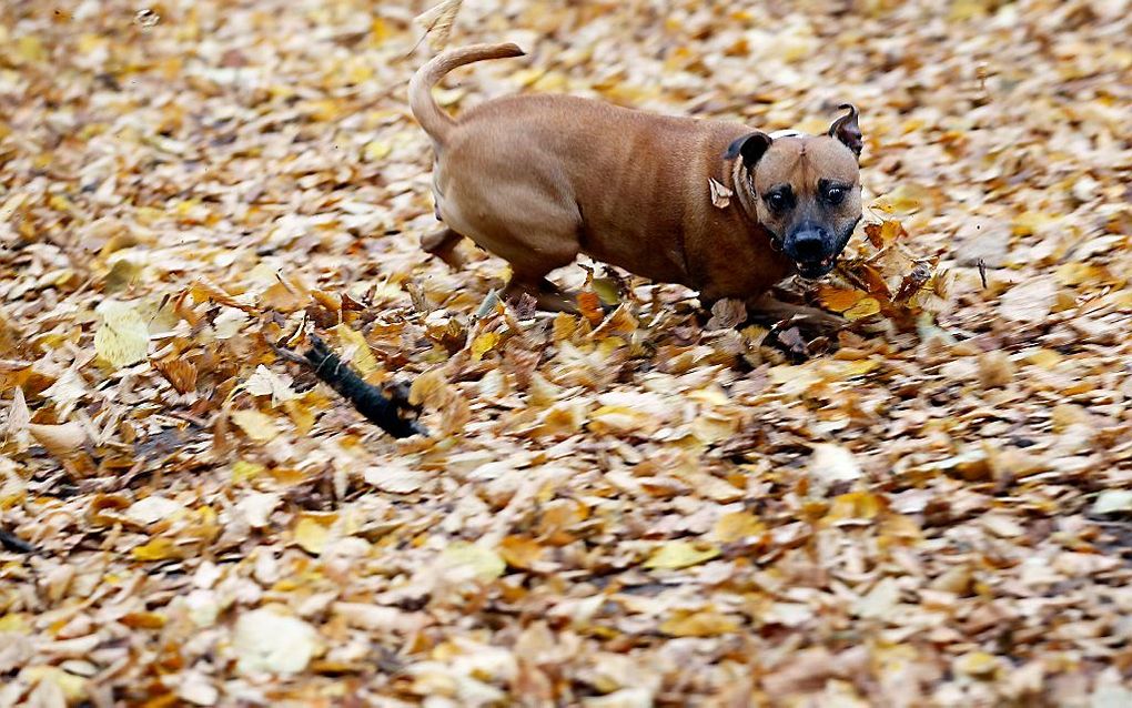 Dollen met herfstbladeren. beeld ANP