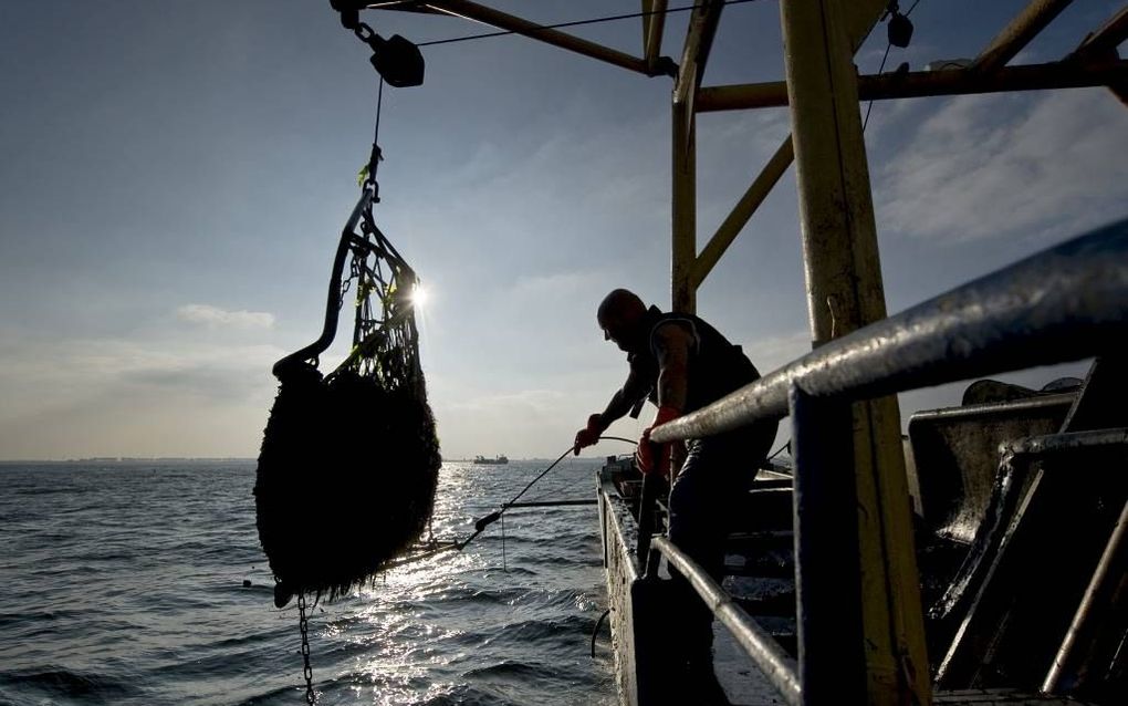 De storm van maandag heeft volgens deskundigen voor tientallen miljoenen euro’s schade aangericht. Ook Zeeuwse mosselkwekers zijn de dupe, doordat grote hoeveelheden mosselzaad in de Waddenzee zijn weggevaagd. Foto: mosseloogst op de Waddenzee. beeld ANP