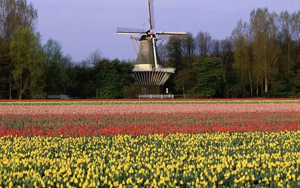 LISSE. De „bloembollenvelden in kleurig gewaad” worden in het Zuid-Hollandlied geroemd net als de molens, de duinen, het strand en de zee. In de regio Lisse is het allemaal te vinden. Foto: de molen van De Keukenhof te midden van de bloembollenvelden. bee