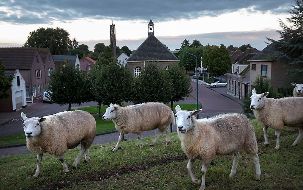 Moerdijk. beeld ANP