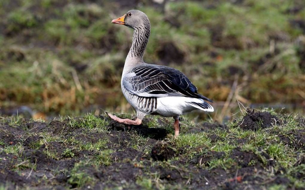 Grauwe gans. Foto ANP