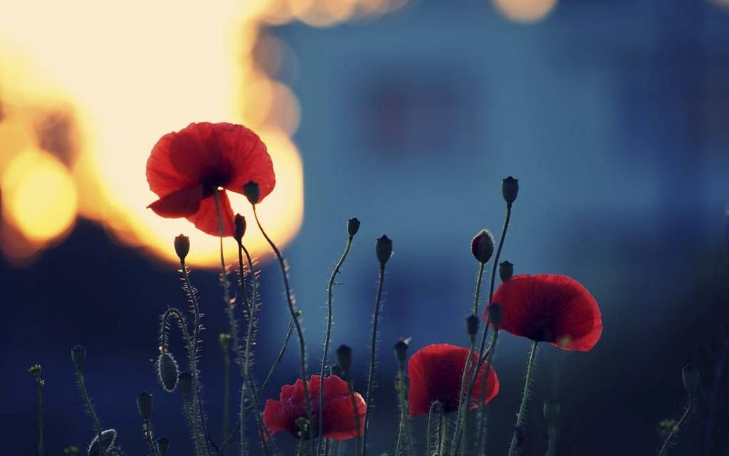 Het verlangen naar vreugde is volgens Lewis een heenwijzing naar iets wat groter is dan alles wat het menselijke hart bevredigen kan. Het is „de geur van een bloem die je niet gevonden hebt.” Beeld Fotolia