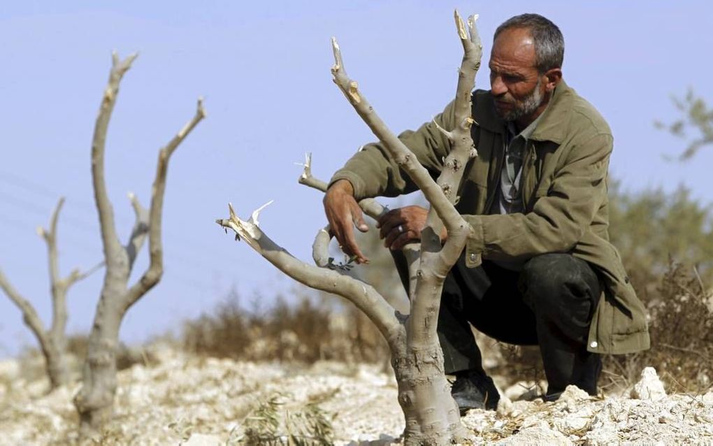 Een Palestijnse boer bekijkt de schade die Joodse kolonisten in de buurt van Hebron aan zijn olijfbomen hebben aangericht. beeld EPA