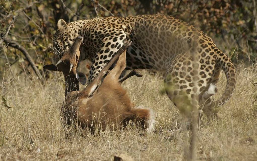 Volgens Irenaeus zal het stro van de nieuwe aarde zo voedzaamheid zijn dat een vleesetend roofdier er meer dan genoeg aan zal hebben. Vandaag de dag leeft een luipaard in het Kruger National Park nog van jonge gazelles. beeld Wikimedia Commons