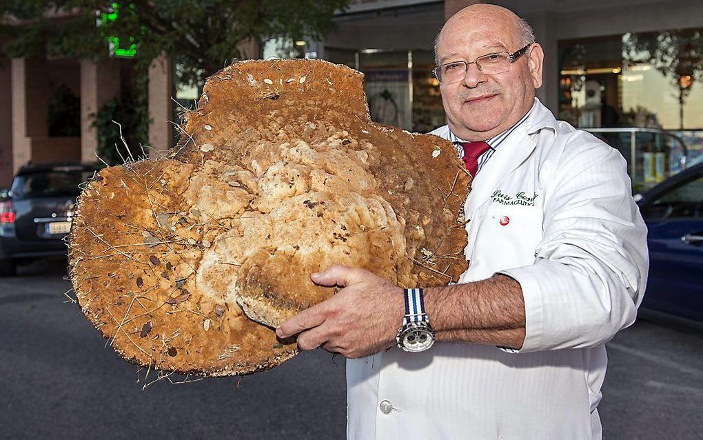 De Spanjaard Luis Conde met zijn reuzepaddenstoel. Foto EPA