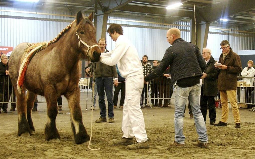 GOES. Jurylid Gerard Kruders (r. ) keurde zaterdag een paard tijdens de Zeeuwse najaarskeuring van trekpaarden. beeld Van Scheyen Fotografie