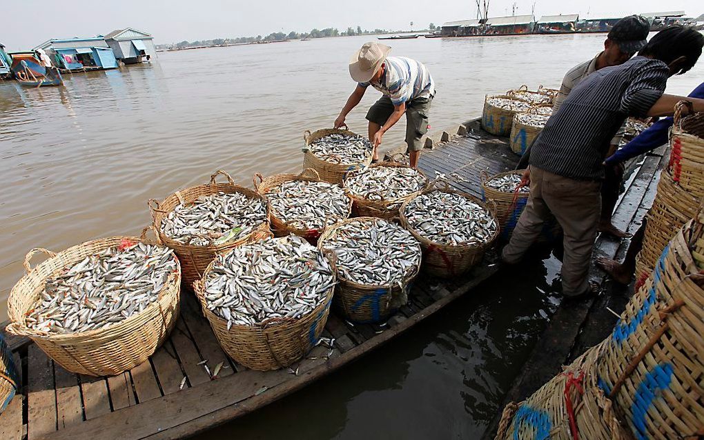 Tonle Sap Lake is een van de grootste zoetwatermeren in Zuidoost-Azië. Vissers halen jaarlijks tussen de 350.000 en 400.000 ton vis uit het water. beeld EPA