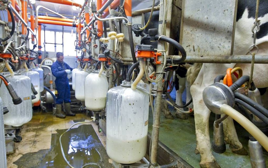 Nederlandse melkveehouders zien dit jaar dankzij de historische hoge melkprijs hun inkomen fors verbeteren, meldt onderzoeksinstituut LEI Wageningen UR. Foto ANP