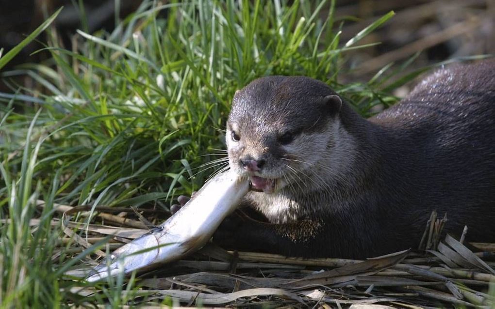 Otter verschalkt een visje. beeld RD, Anton Dommerholt