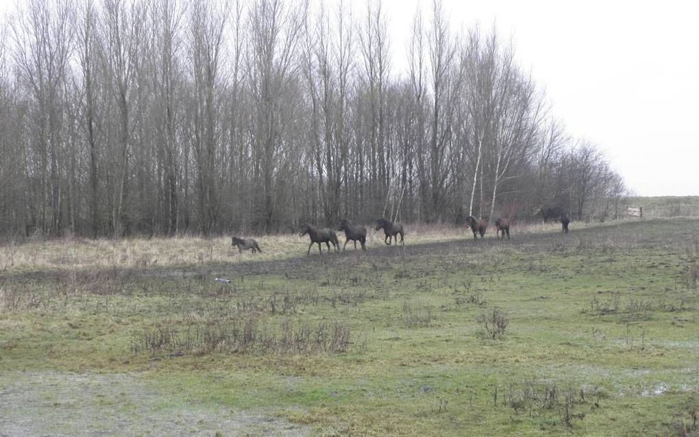 BERGEN OP ZOOM. Uitgebroken shetlandpony’s, die maandag het treinverkeer tussen Rilland en Bergen op Zoom stillegden, lopen bij IJslandse paarden in het Brabantse natuurgebied Het Markiezaat.beeld RD