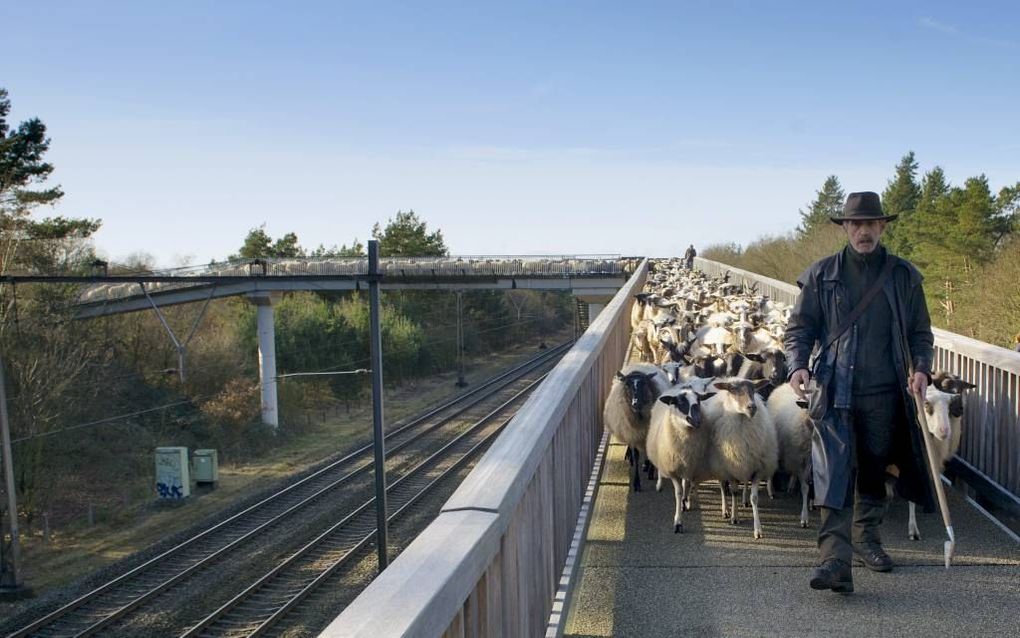 Schaapherder Chris Grinwis gaat aan de kop van zijn schaapskudde met 450 schoonebekers. Hij vroeg zich zenuwachtig af of de oversteek via de smalste brug die hij ooit nam, zou lukken. Beeld Bram van de Biezen