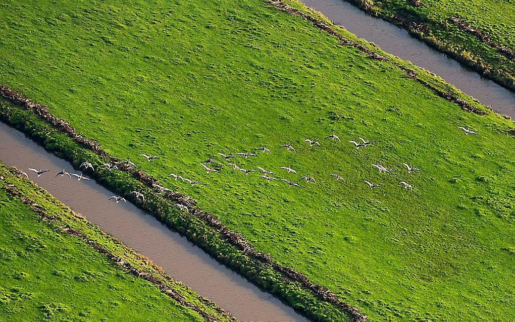 Landbouwgrond is bij de huidige lage rentestanden een aantrekkelijke belegging.  beeld ANP