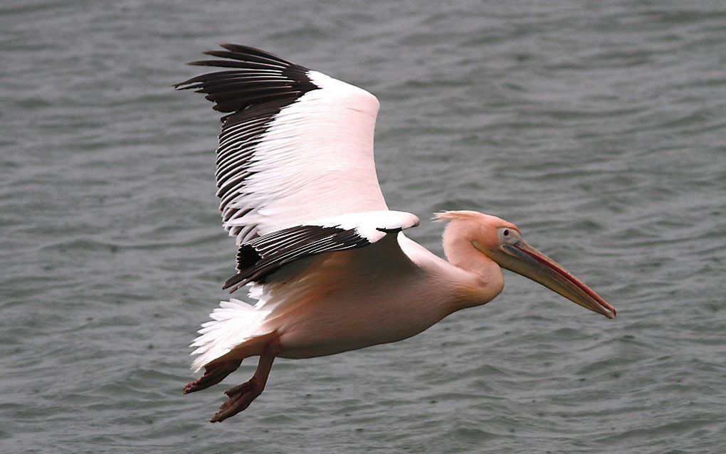 Een roze pelikaan vliegt boven de Oosterschelde bij Wemeldinge. De vogel, met een vleugelspanwijdte van 3 meter, is een zeer zeldzame verschijning in ons land. beeld ANP