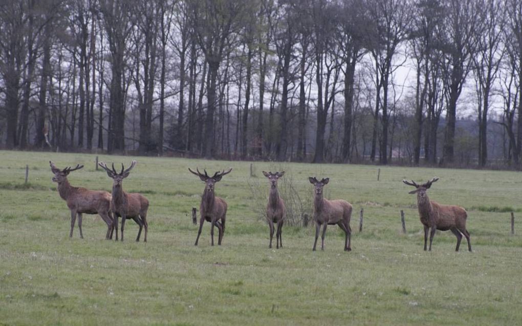 Edelherten op landgoed Leuvenum. Foto Leonard van Leeuwen