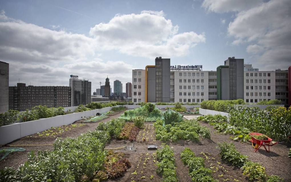 Idee: verlaag het bbp met een moestuin. beeld RD, Henk Visscher