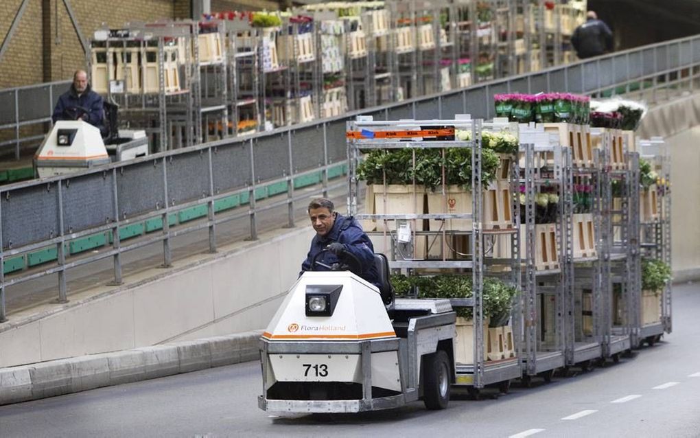 RIJNSBURG. Intern transport op de bloemenveiling in Rijnsburg. Sierteeltexporteurs vrezen dat de sterk groeiende uitvoer van bloemen en planten naar Rusland gevaar loopt als het Westen de sancties tegen Rusland aanscherpt. beeld FloraHolland