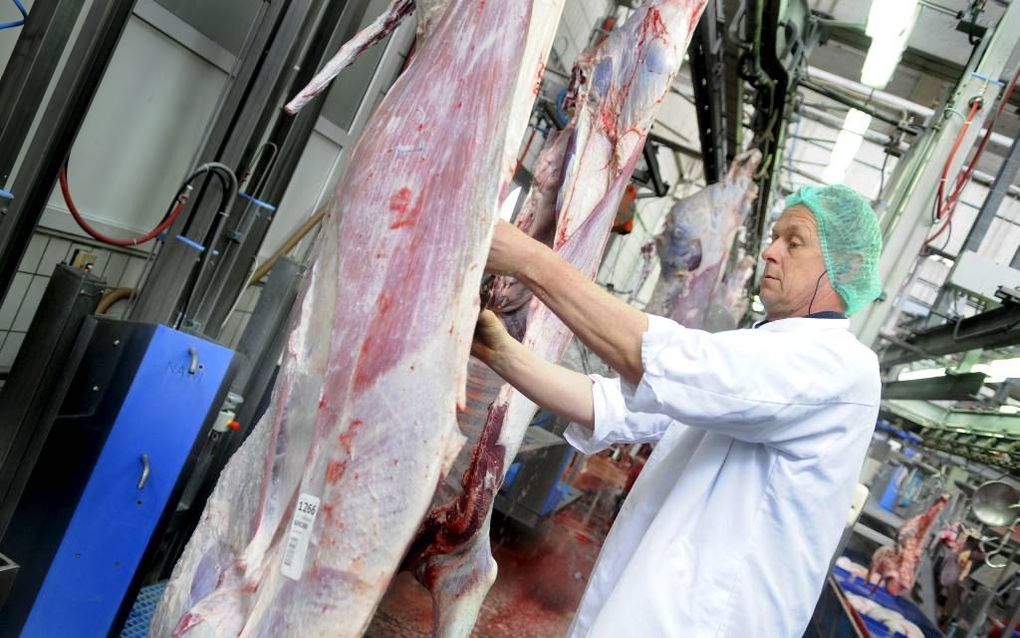 Als belangrijkste oorzaak voor de tekortschietende vleesveiligheid wijst de Onderzoeksraad Voor Veiligheid op gebrekkige keuring en toezicht. Foto: In slachterij Friesland Vlees in Leeuwarden wordt vlees geinspecteerd. beeld ANP