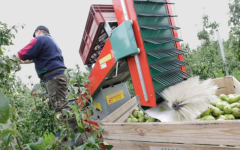 DEN HAAG. Nederlandse fruittelers oogstten in 2013 voor het eerst meer peren dan appels. beeld Anton Dommerholt