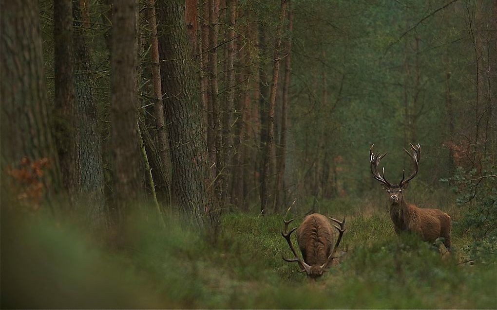 De Veluwe. beeld ANP