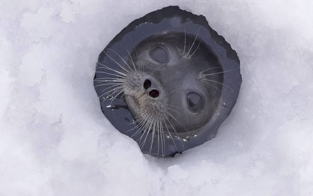 Van der Hiele, Lupgens en Van de Vlugt zijn blij met de nieuwe zeehondenopvang in Stellendam. beeld Hans Villerius