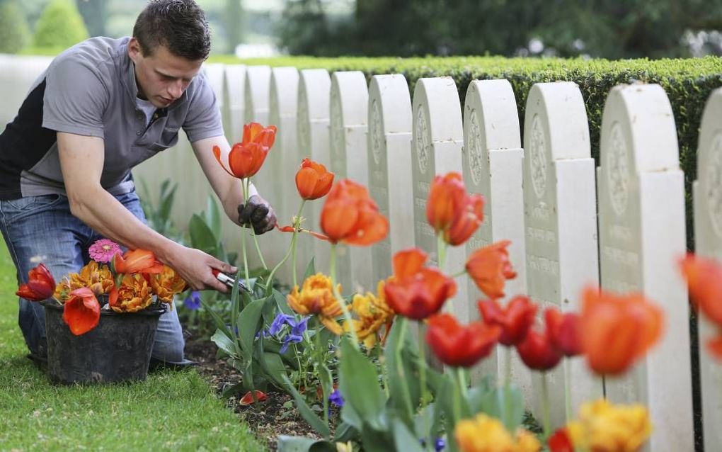 RHENEN. Medewerkers van de Oorlogsgravenstichting (OSG) plaatsen de afgelopen dagen 1500 geraniums op Militair Ereveld Grebbeberg in Rhenen. Door het vroege voorjaar zijn de 10.000 tulpen nu al uitgebloeid en worden daarom afgeknipt. De geraniums en 1500 