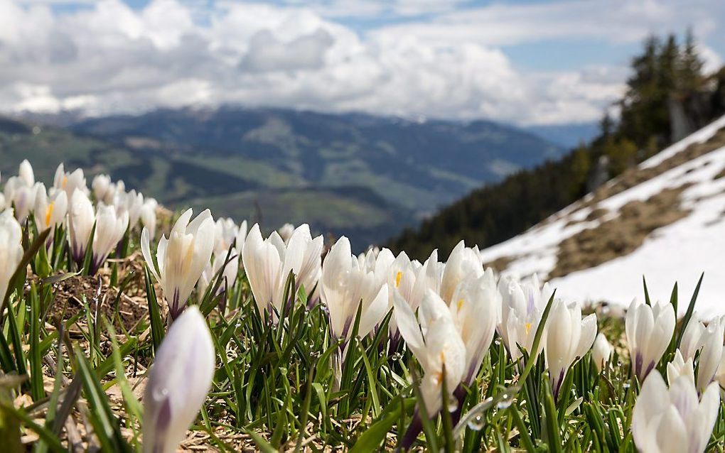 Krokussen in Zwitserland. Foto EPA