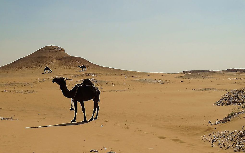 Een kwart van Saudi-Arabië bestaat uit woestijn. Het Lege Kwartier, heet het gebied. beeld Bram van de Woestijne