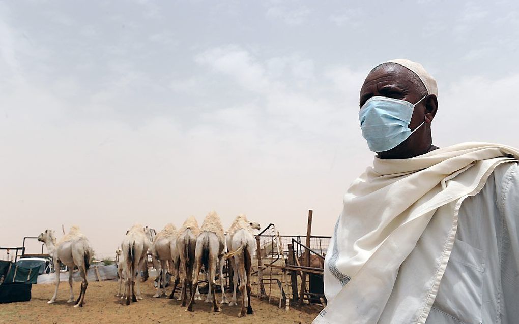 Een Indiase kamelenboer draagt een masker ter voorkoming van verspreiding van het MERS-virus. Foto AFP