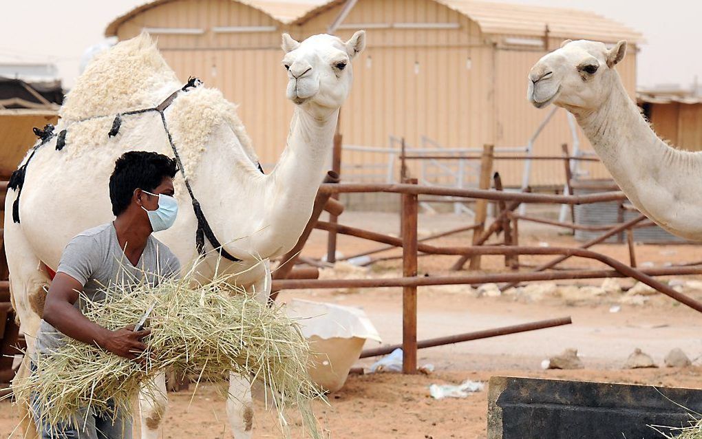 MERS dook in 2012 op in Saudi-Arabië. Dromedarissen zijn de bron van het virus. beeld AFP