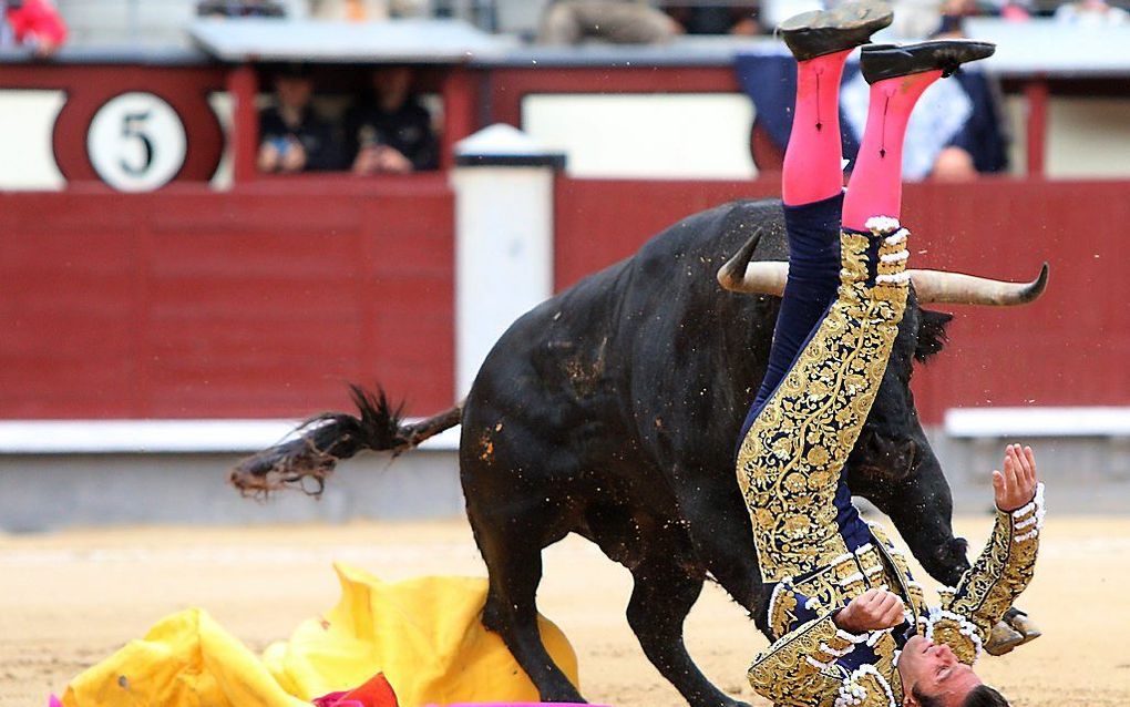 Tijdens de start van het stierenvechtseizoen in Madrid hebben de stieren alle toreadors er flink van langs gegeven. Stierenvechter David Mora wordt op de horens genomen. beeld AFP