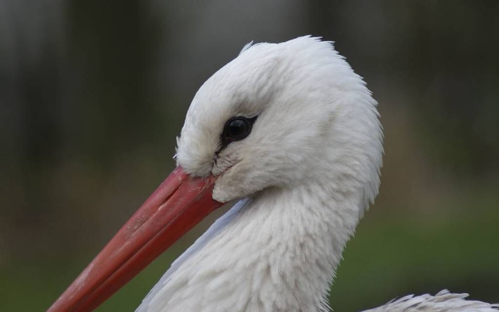 Ooievaar. beeld Marianne Witvliet