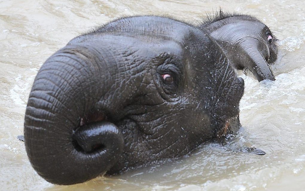 De zes maanden oude olifant Man Jai (r.) zwemt voor het eerst. Zijn grote zus Mali gaat hem voor in de Australische dierentuin. beeld EPA