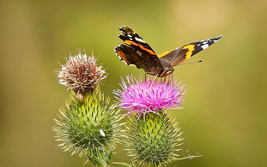 Foto RD, Henk Visscher