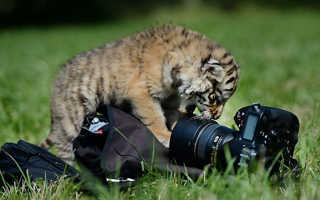 Een van de pasgeboren tijgertjes in het dierenparkje van Roland Rohr in het Duitse Ochsenhausen. beeld AFP