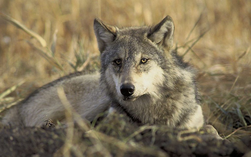 De wolf was even terug in Nederland. Of is hij er nog? foto Wikimedia Commons