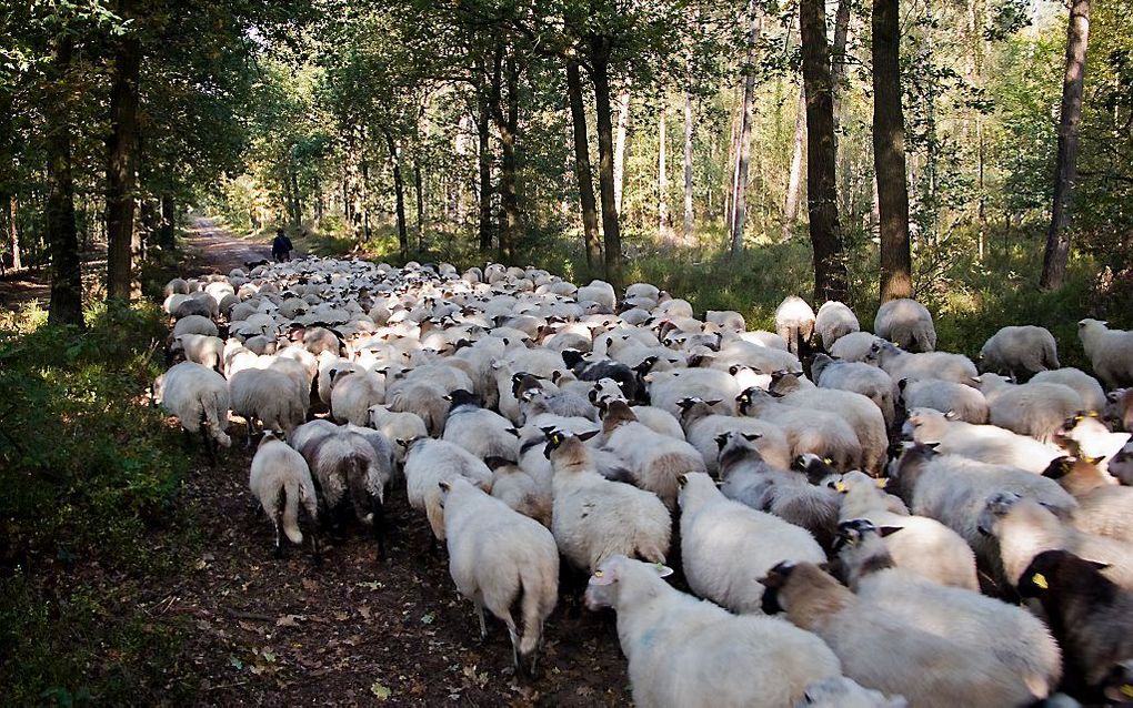 Schaapskudde in het bos bij Vierhouten. beeld ANP