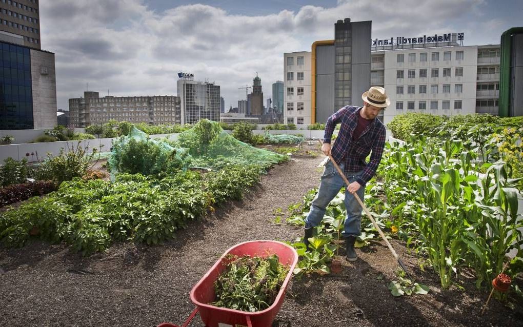 In Rotterdam worden moestuinen op kantoordaken aangelegd. beeld RD, Henk Visscher