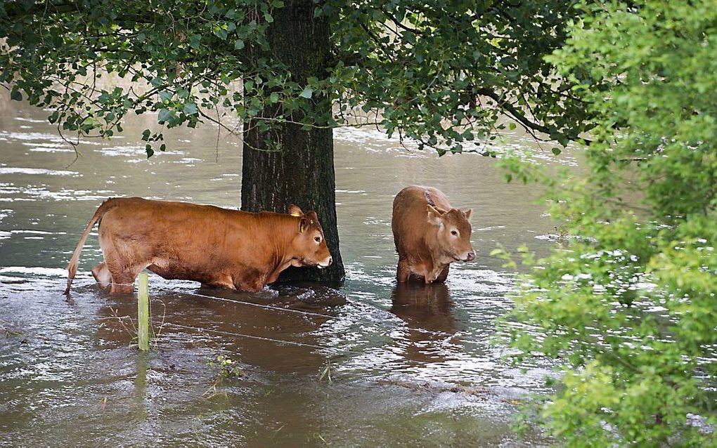 Koeien zijn verrast door het hoge water van de Roer, die door hevige regenval buiten de oevers is getreden. beeld ANP