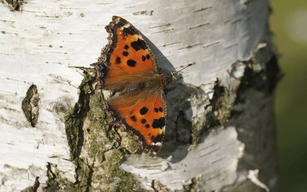 Oostelijke vos. Foto Chris van Swaay