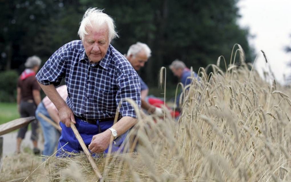 Een groep vrijwilligers van informatiecentrum De Veldschuur Bid en Werk in Rouveen maaien rogge. Jan Bouwman (84) is een van de ouderen die het handwerk en de vaktermen nog kent. beeld Eelco Kuiken