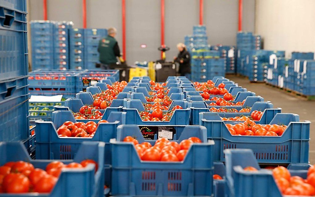 ZALTBOMMEL. Tomaten op de veiling in Zaltbommel. beeld ANP