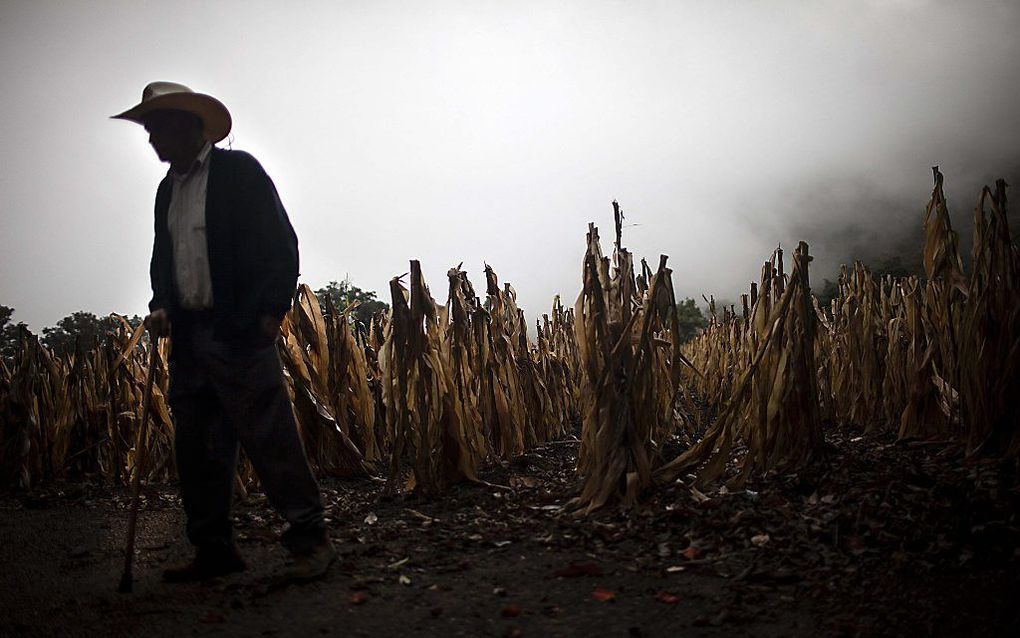 Een boer in Guatamala aan het werk op zijn maïsveld waar nauwelijks nog iets groeit. Zeker 1,2 miljoen mensen lijden onder de langdurige droogte in het land.  De regering heeft hulp ingeroepen van de internationale gemeenschap. beeld EPA