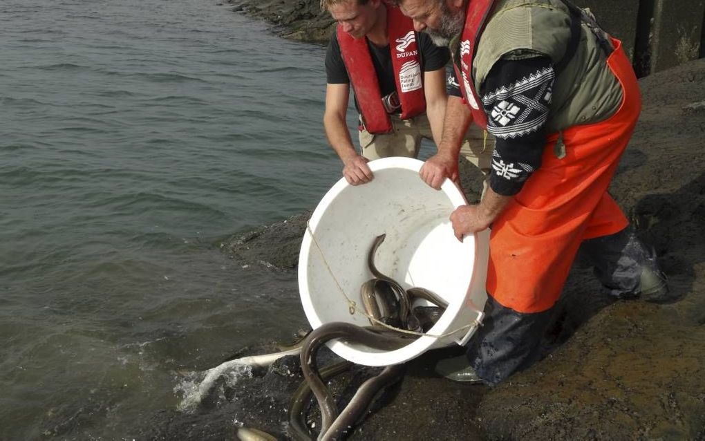 Alen worden over de dijk gezet bij gemaal Dreischor (Zeeland). De vissen kunnen zo hun trek naar de oceaan vervolgen waar ze eieren leggen. beeld Stichting Dupan