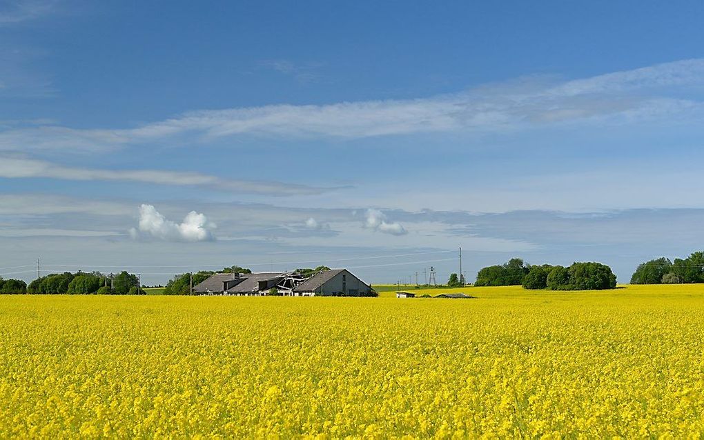 Koolzaad, is een belangrijke bron voro biobrandstof en dus ook voor grondaankopers lucratief. beeld Wikimedia