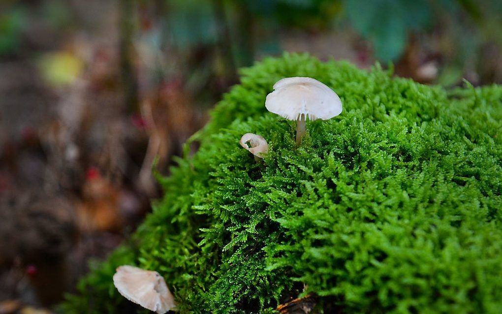 Paddenstoelen in recreatiegebied De IJzeren Man bij Weert. De natuur is dit jaar drie tot vier weken eerder aan de herfst begonnen dan normaal. beeld ANP