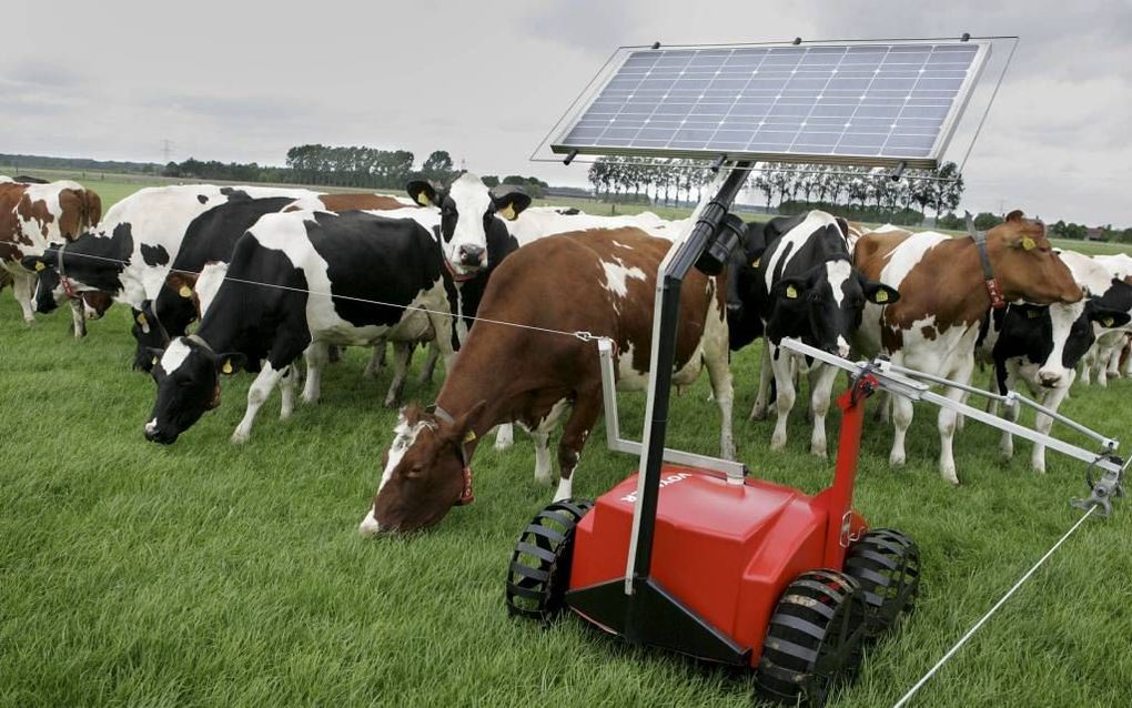 Een zogeheten beweidingsrobot zorgt dat koeien elke 10 minuten weer een nieuwe strook gras ter beschikking krijgen. Beeld: RD, Anton Dommerholt