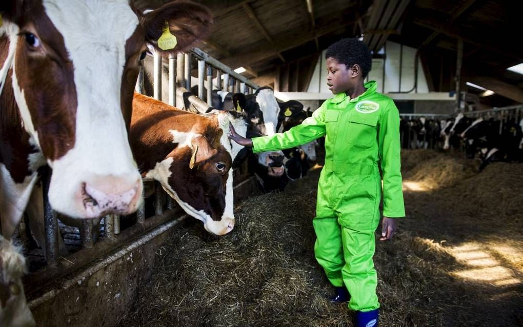 DEN HAAG. Kinderen mogen een handje meehelpen op de boerderij maar werken met machines is niet toegestaan.  beeld ANP