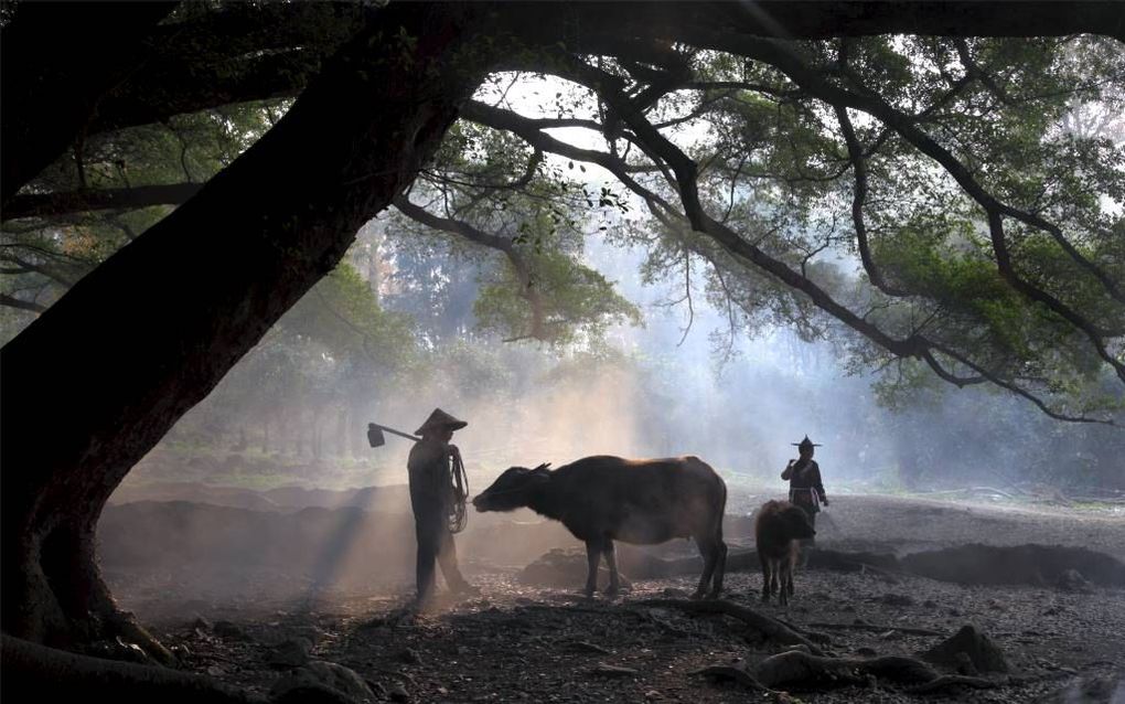 Familieboerenbedrijven staan in het zonnetje op Wereldvoedseldag 2014. Foto: ochtend op een boerderij in China. Foto iStock